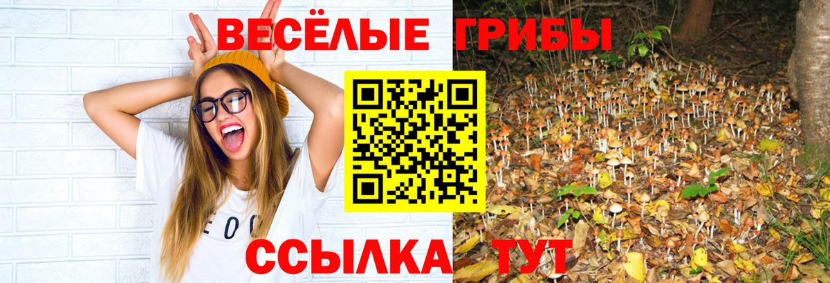 Елизово  Галлюциногенные грибы прущие грибы  Вход с VPN  Галлюциногенные грибы Psilocybe 